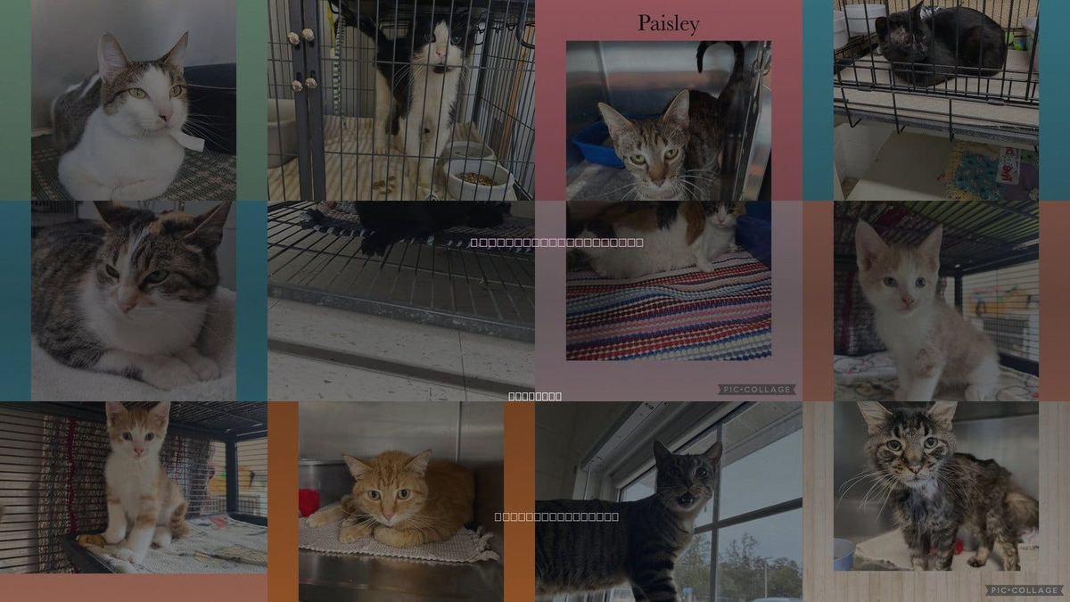 Cats for Adoption in Moline, Illinois