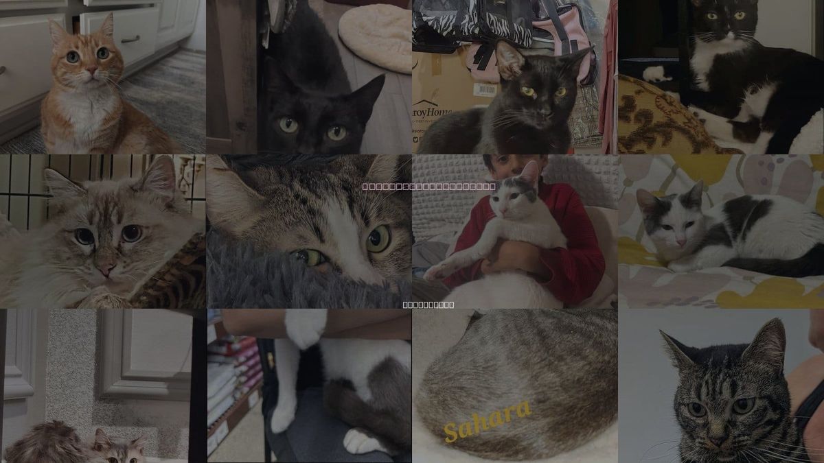 Cats for Adoption in Monrovia, California