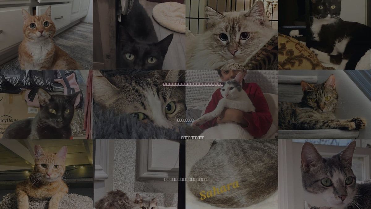 Cats for Adoption in Monrovia, California
