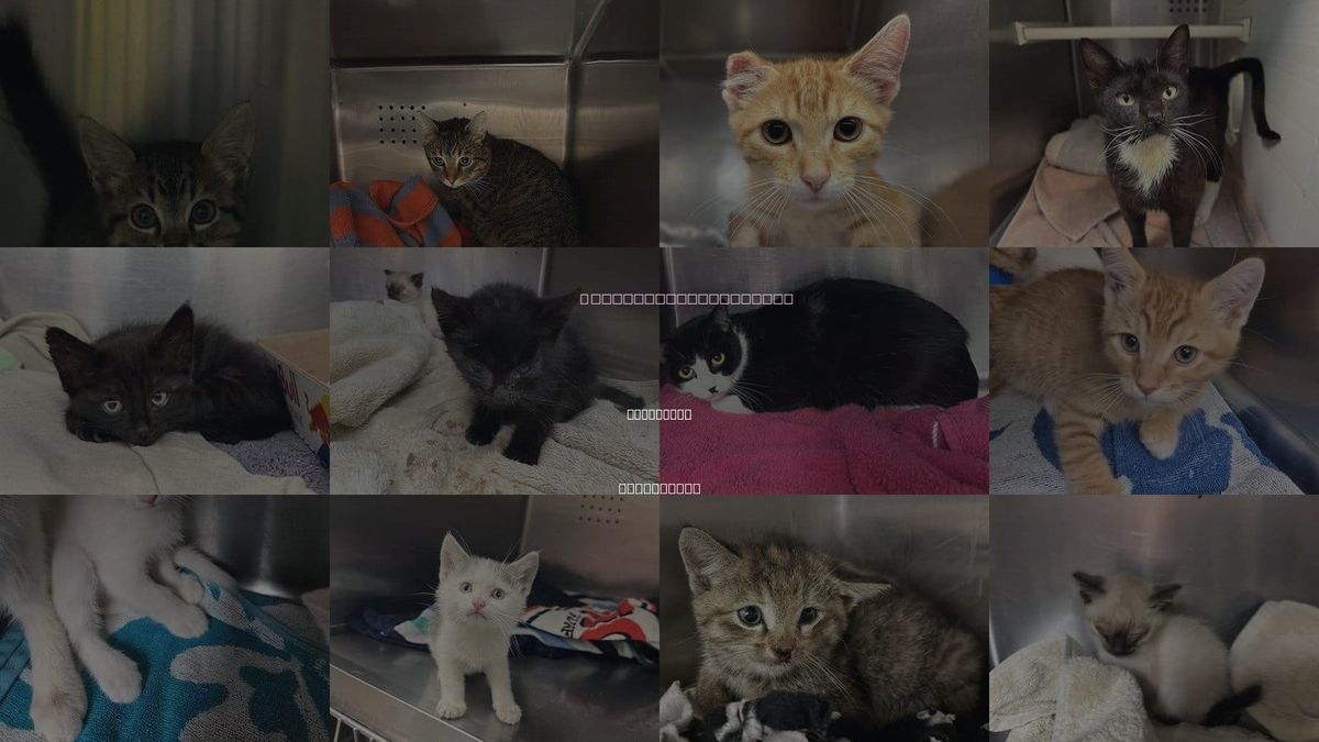 Cats for Adoption in Montclair, California