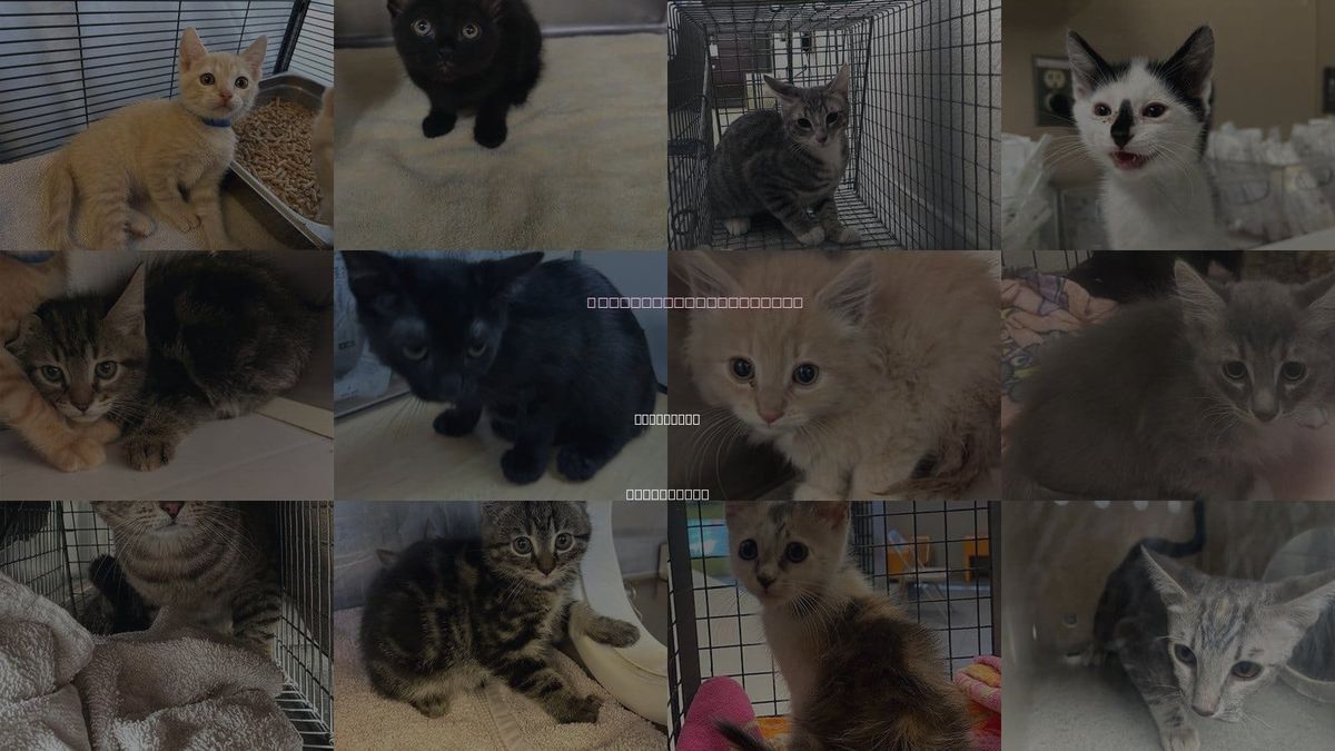 Cats for Adoption in Montclair, California