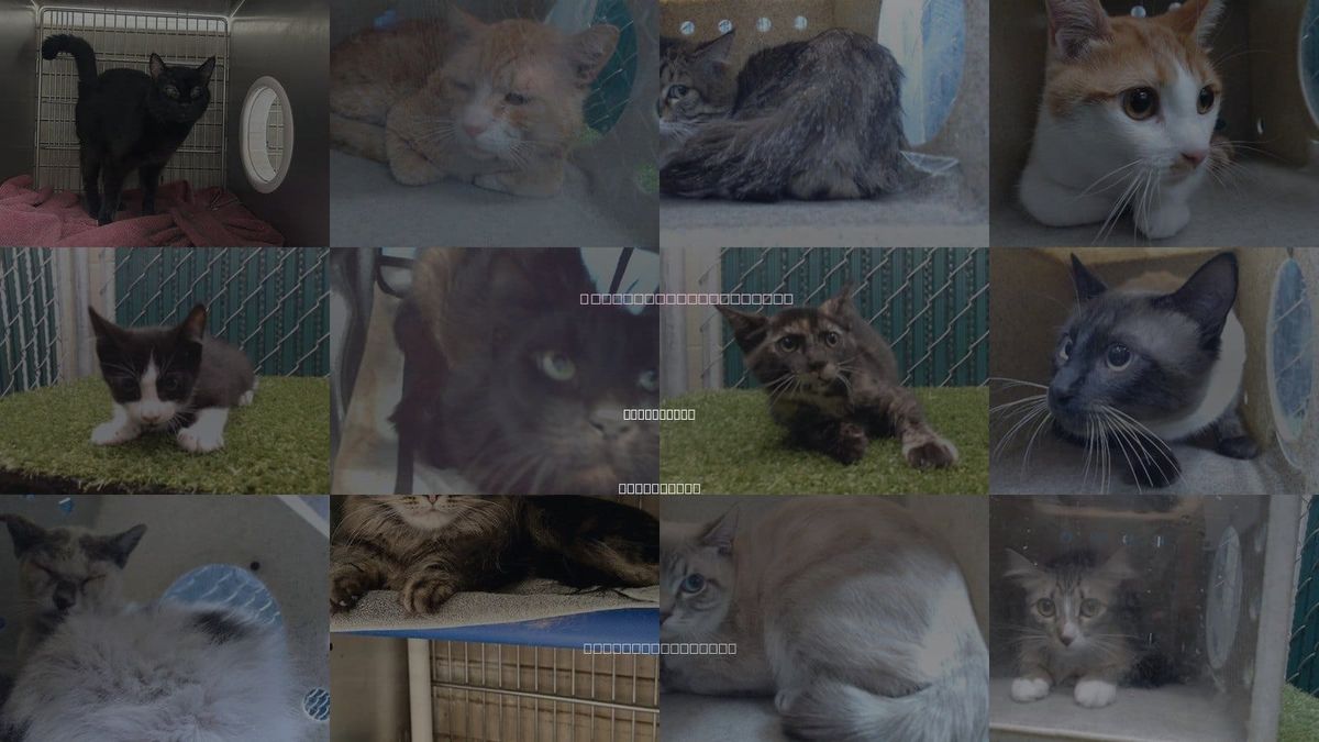 Cats for Adoption in Montebello, California