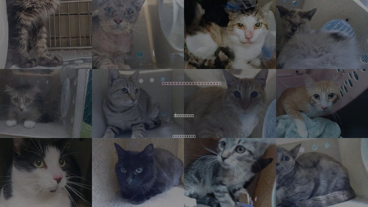 Cats for Adoption in Montebello, California