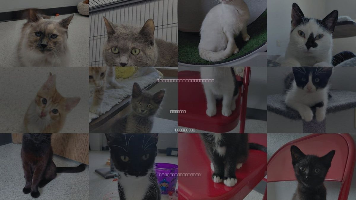 Cats for Adoption in Montello, Wisconsin