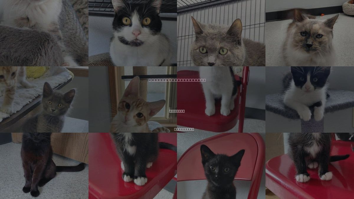 Cats for Adoption in Montello, Wisconsin
