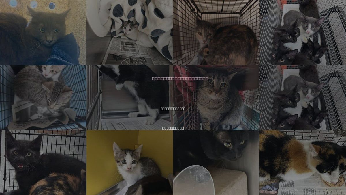 Cats for Adoption in Monterey Park, California