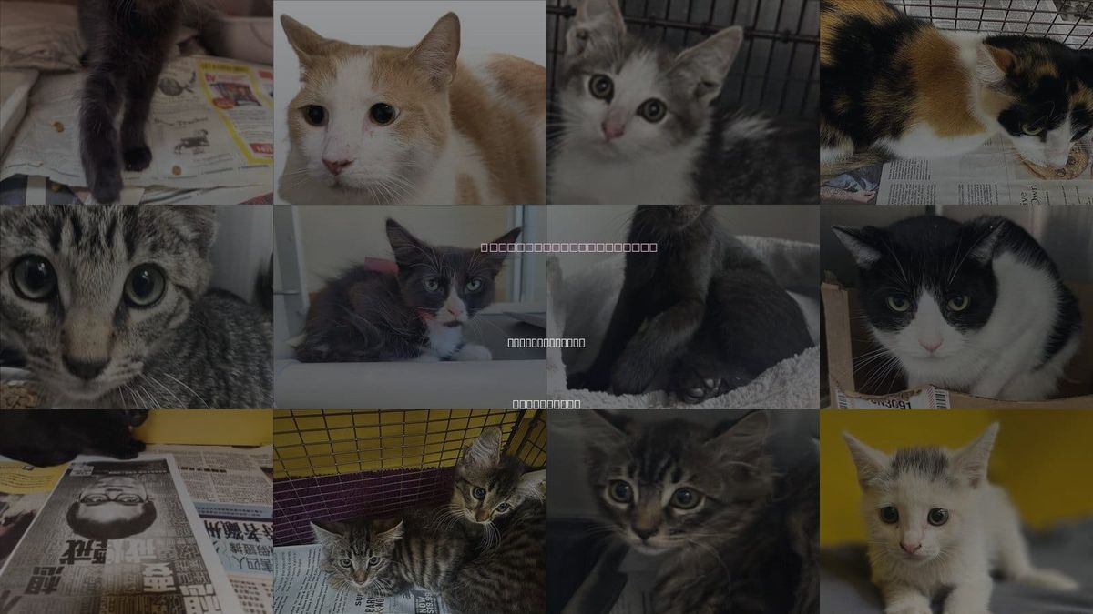 Cats for Adoption in Monterey Park, California
