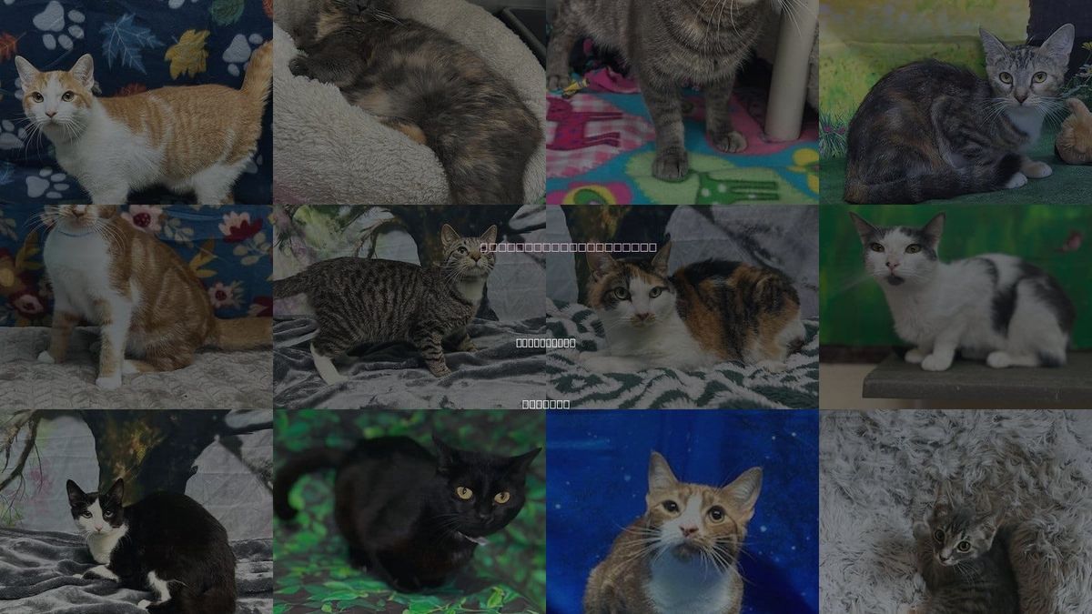 Cats for Adoption in Montgomery, Alabama