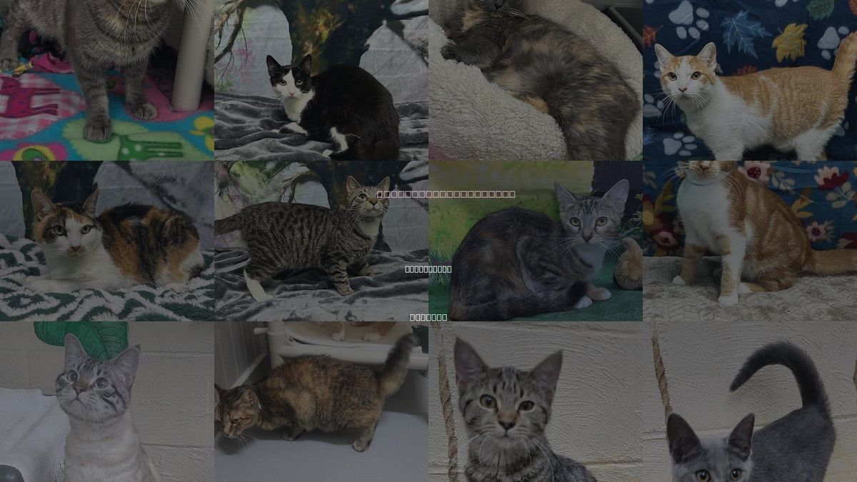 Cats for Adoption in Montgomery, Alabama