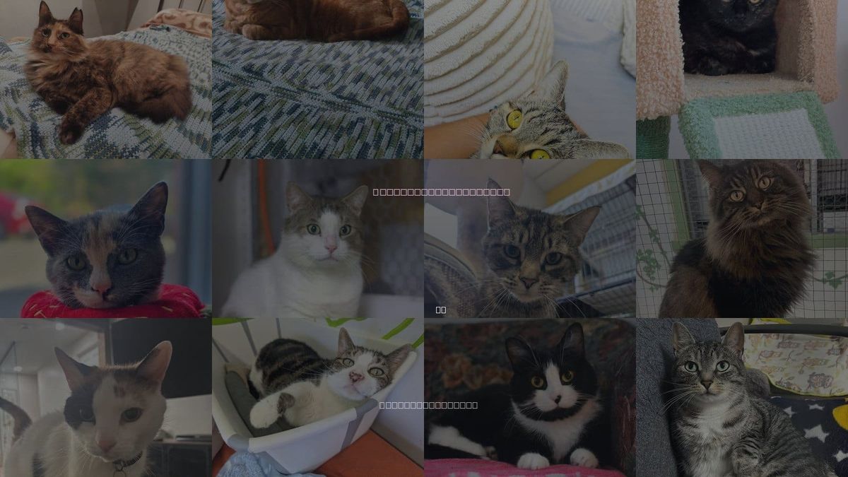Cats for Adoption in Montreal, QC