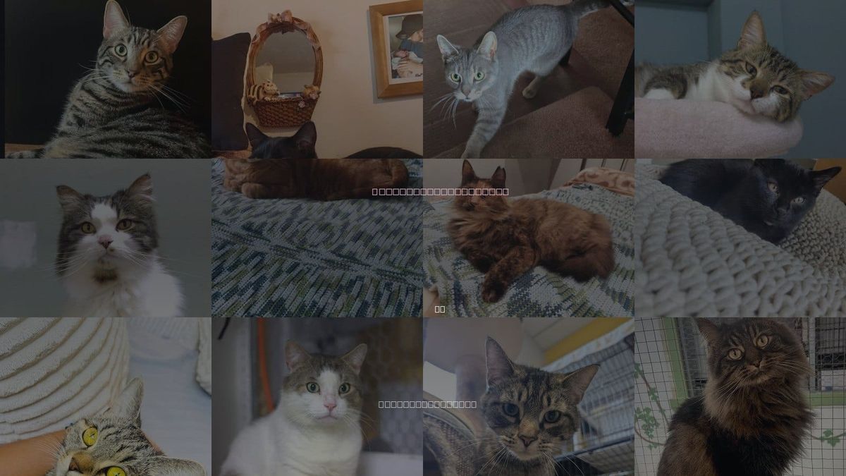 Cats for Adoption in Montreal, QC