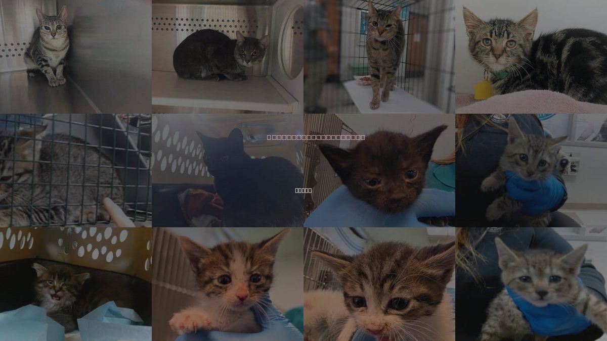 Cats for Adoption in Moore, Oklahoma