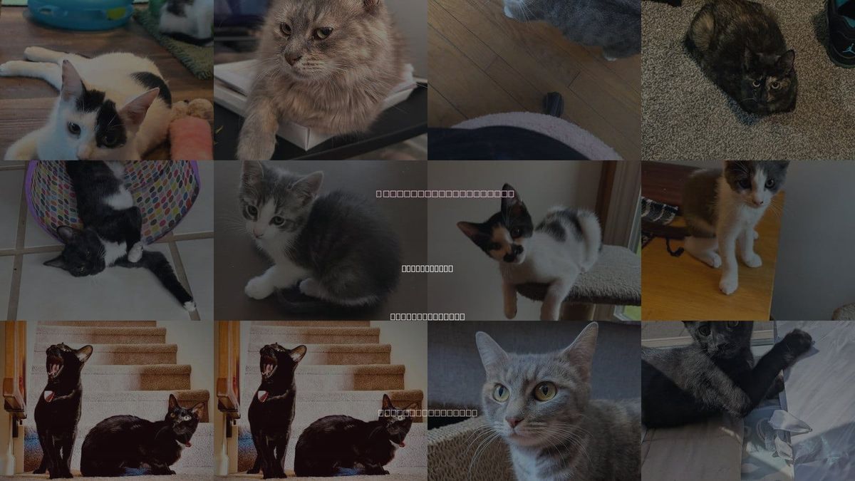 Cats for Adoption in Mooresville, North Carolina