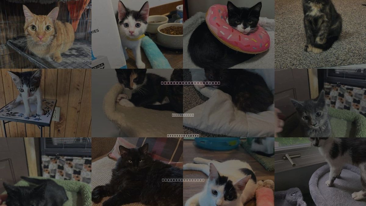 Cats for Adoption in Mooresville, North Carolina