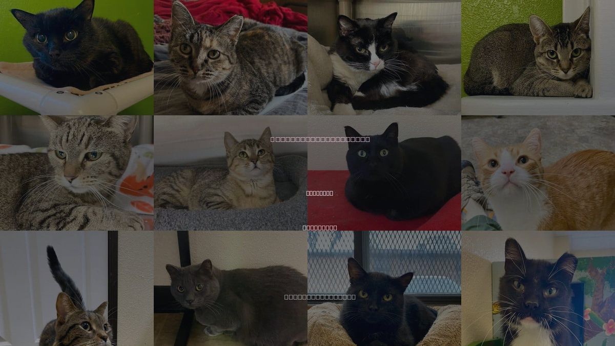 Cats for Adoption in Moorhead, Minnesota