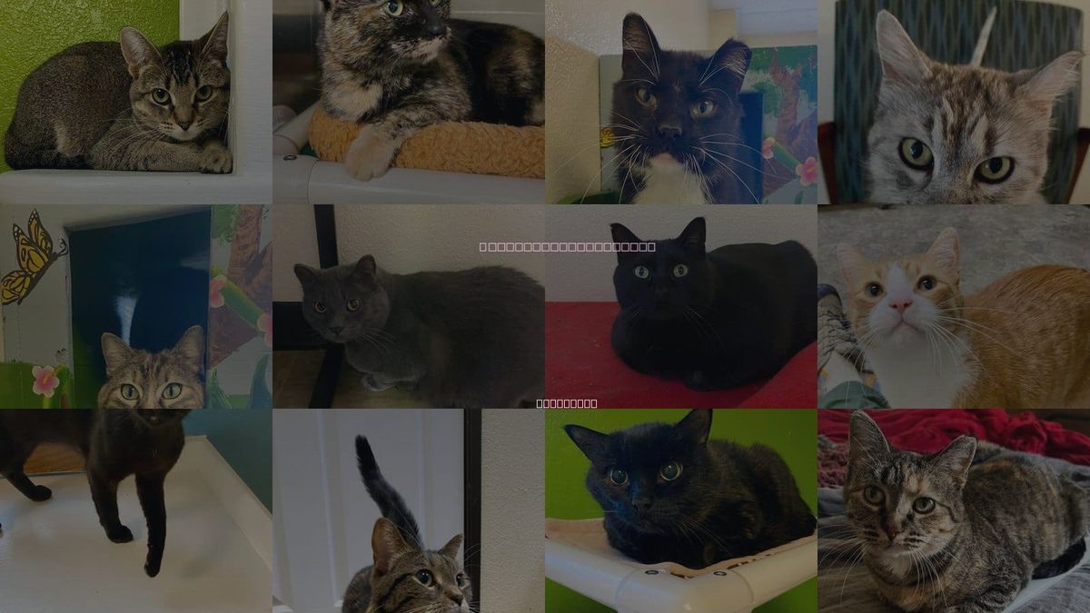 Cats for Adoption in Moorhead, Minnesota
