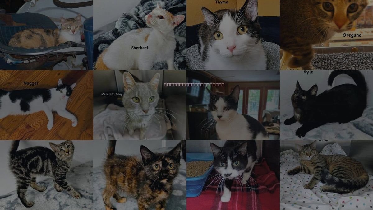 Cats for Adoption in Morehead, Kentucky