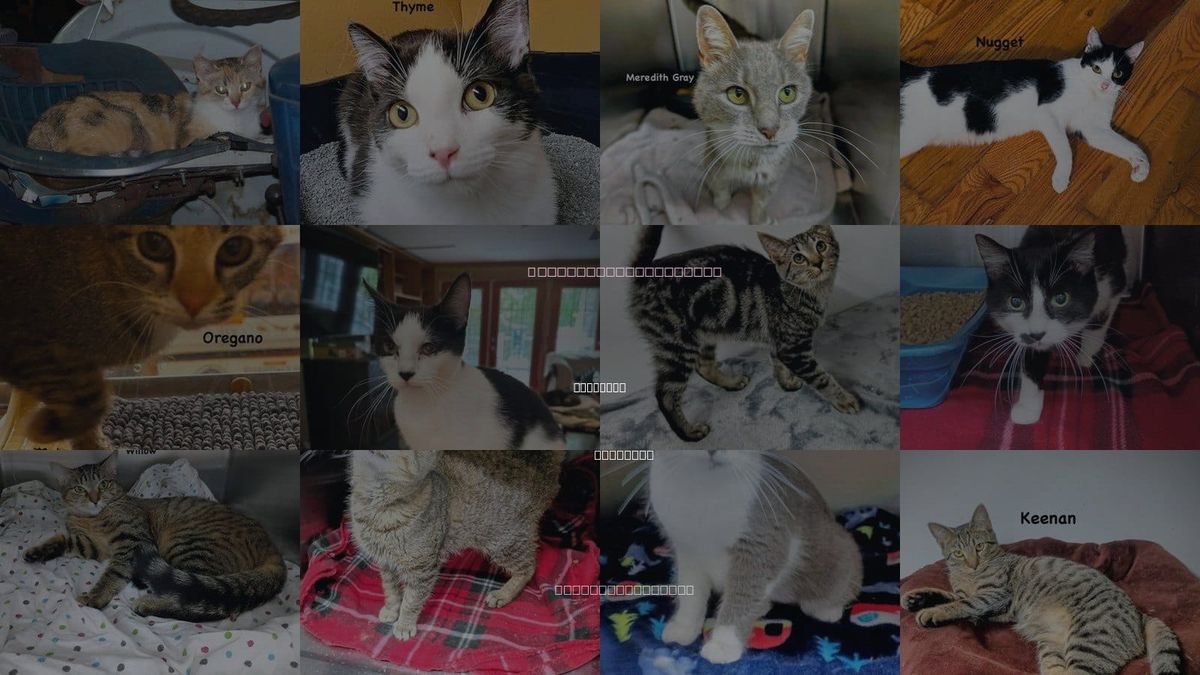 Cats for Adoption in Morehead, Kentucky