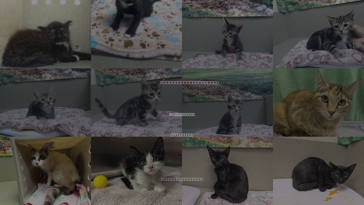 Cats for Adoption in Moreno Valley, California