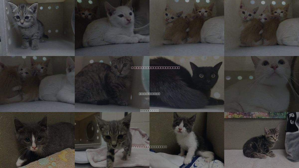Cats for Adoption in Moreno Valley, California