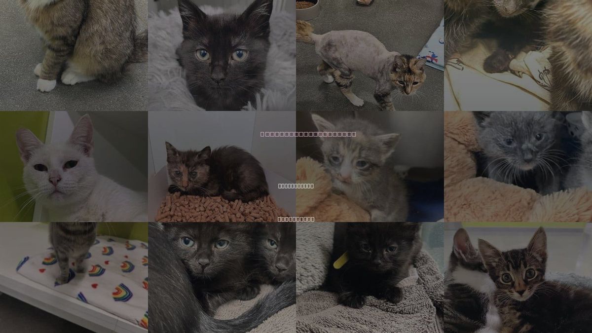 Cats for Adoption in Morgan Hill, California