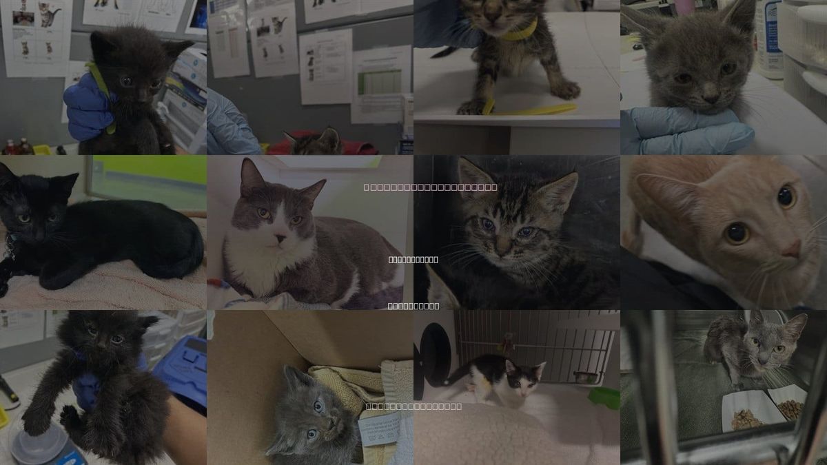 Cats for Adoption in Morgan Hill, California