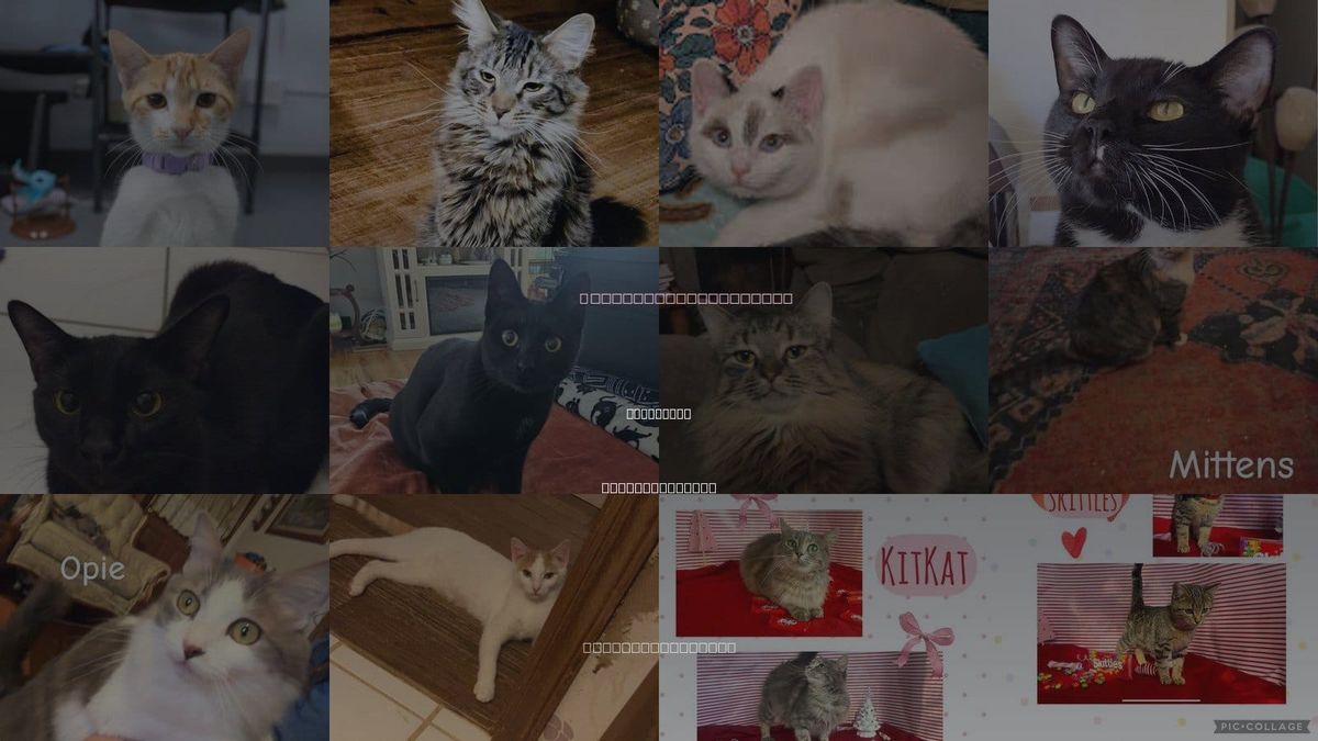 Cats for Adoption in Morganton, North Carolina