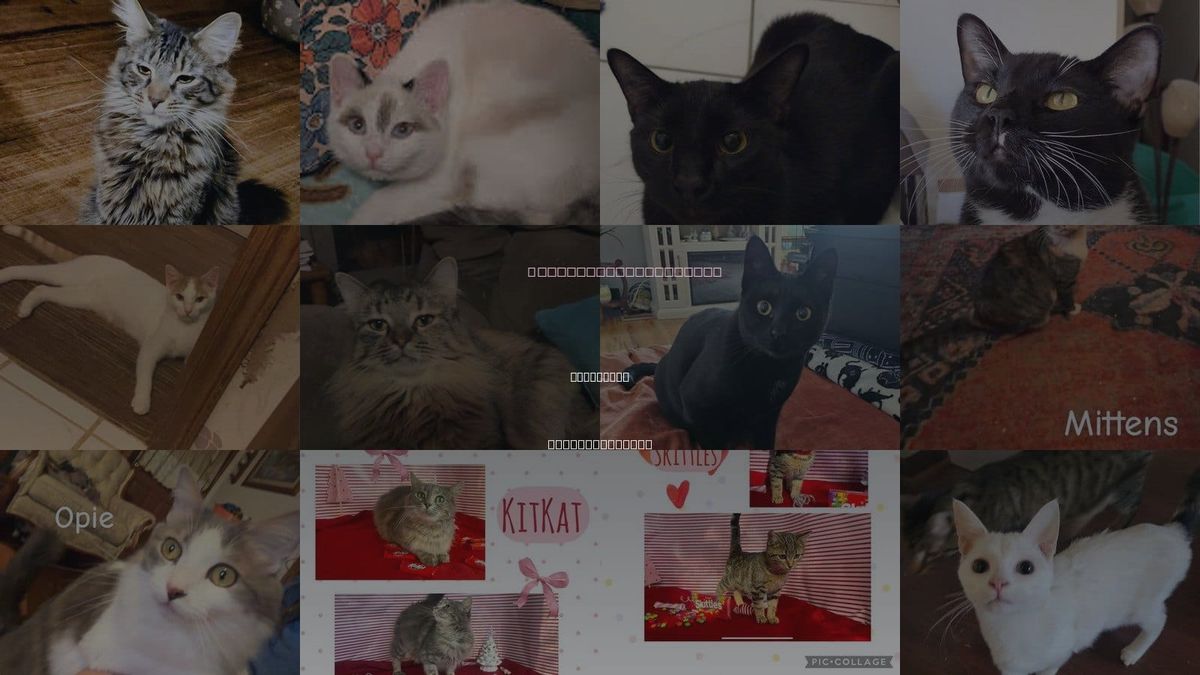 Cats for Adoption in Morganton, North Carolina