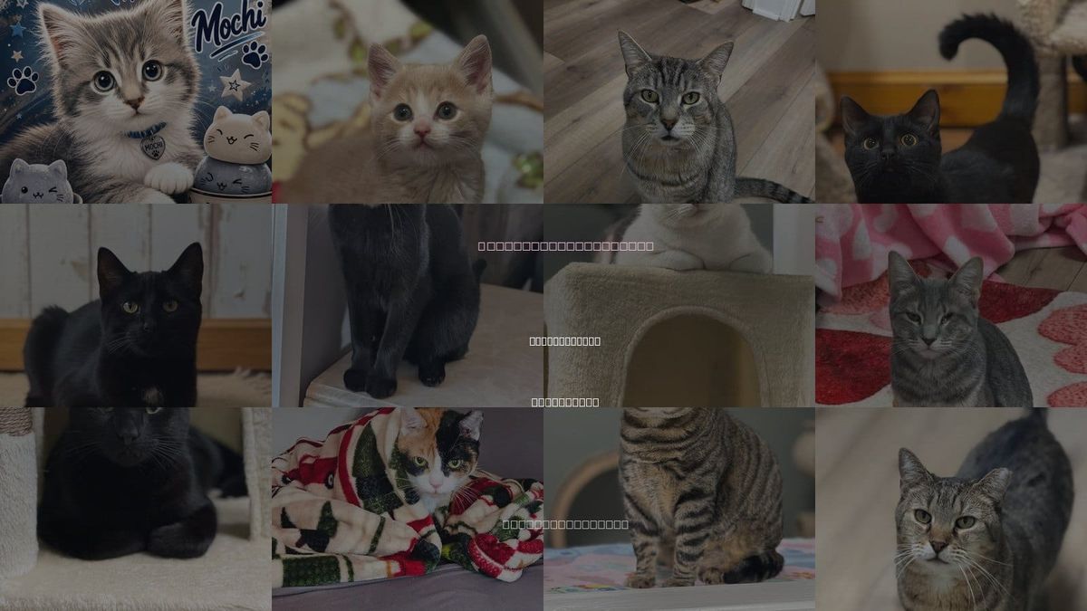 Cats for Adoption in Mount Laurel, New Jersey