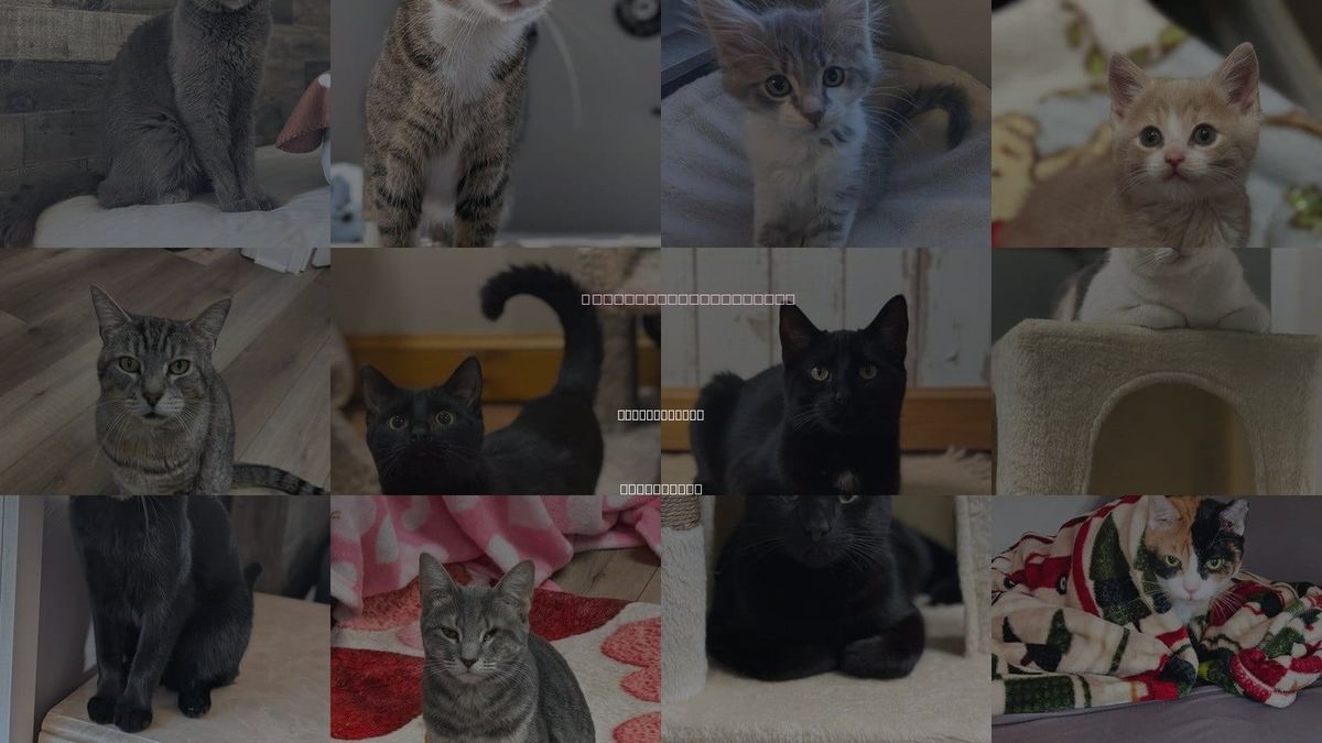 Cats for Adoption in Mount Laurel, New Jersey