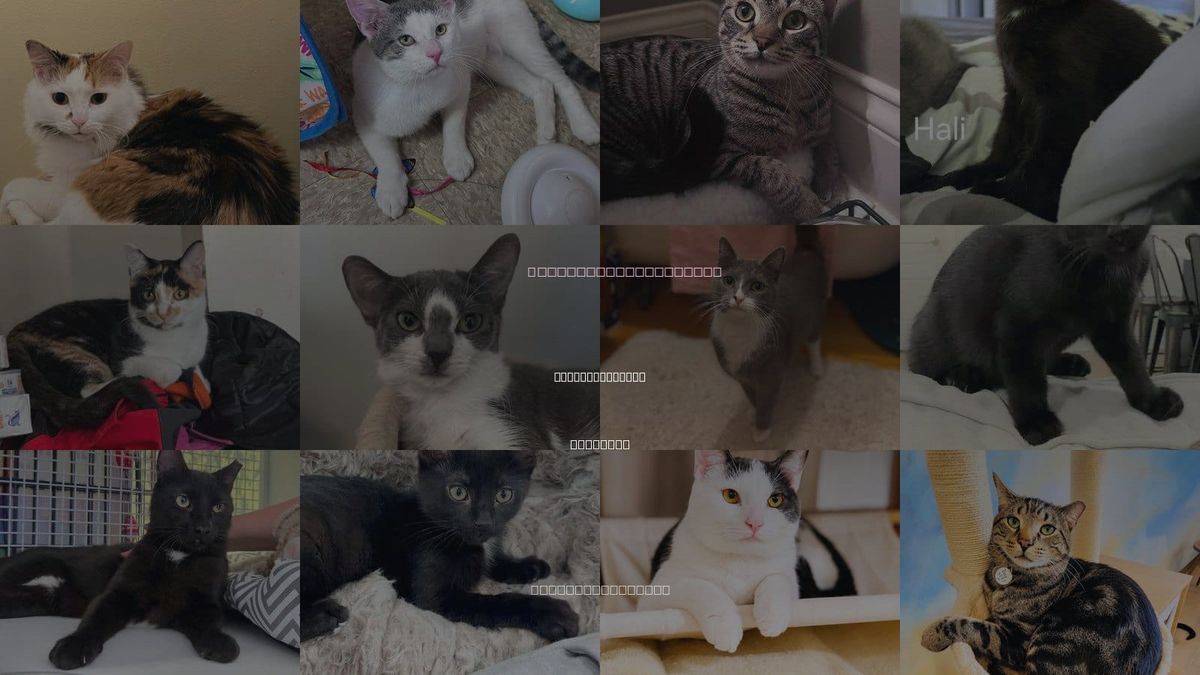 Cats for Adoption in Mount Prospect, Illinois