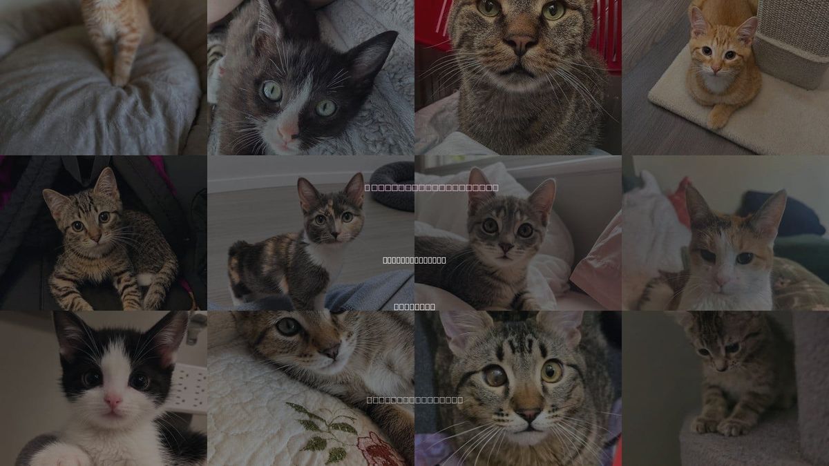 Cats for Adoption in Mount Prospect, Illinois