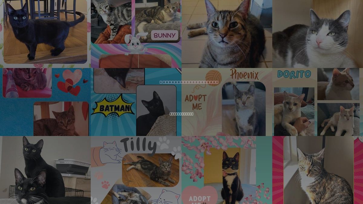 Cats for Adoption in Mount Vernon, New York
