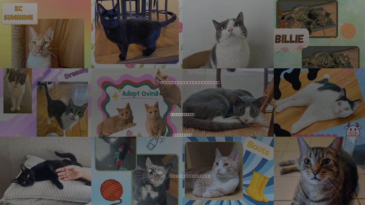 Cats for Adoption in Mount Vernon, New York
