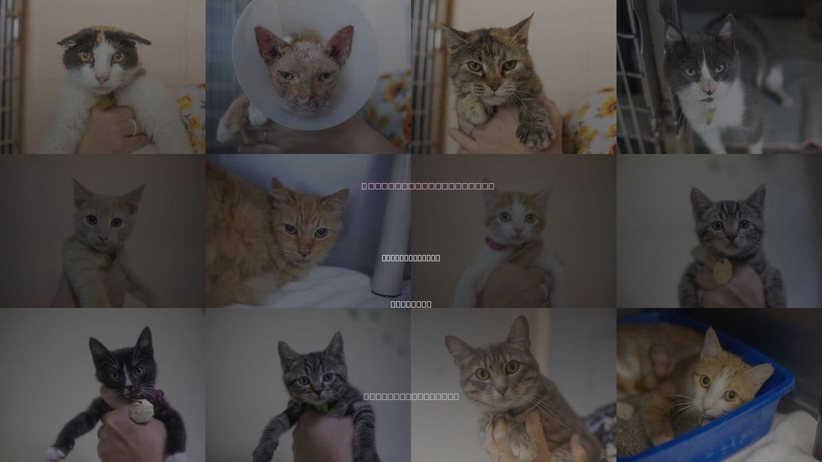 Cats for Adoption in Mountain Home, Arkansas
