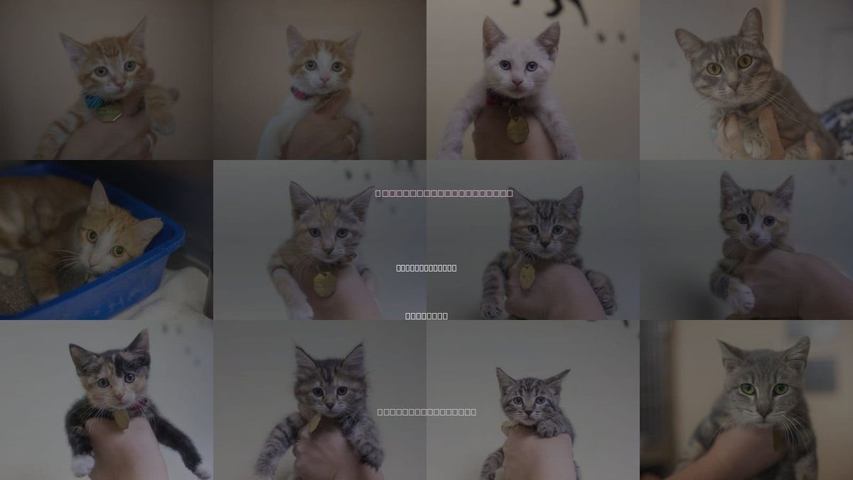 Cats for Adoption in Mountain Home, Arkansas