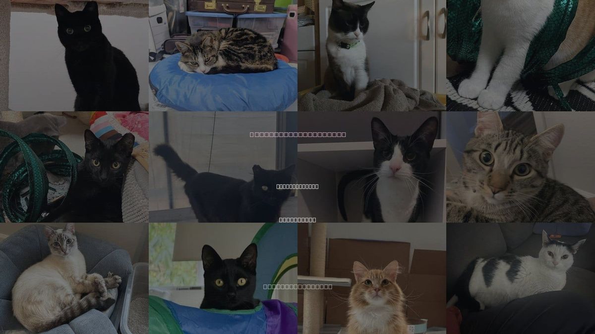 Cats for Adoption in Mountain View, California