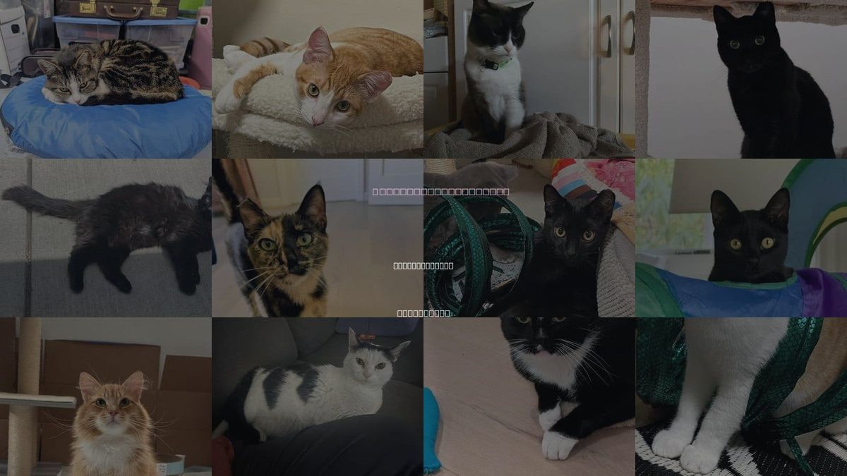 Cats for Adoption in Mountain View, California