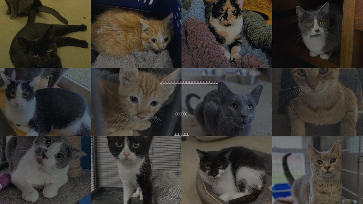 Cats for Adoption in Muncie, Indiana