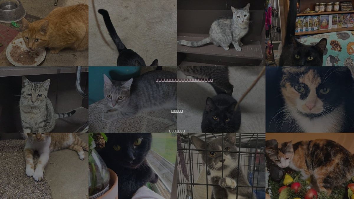 Cats for Adoption in Muncie, Indiana