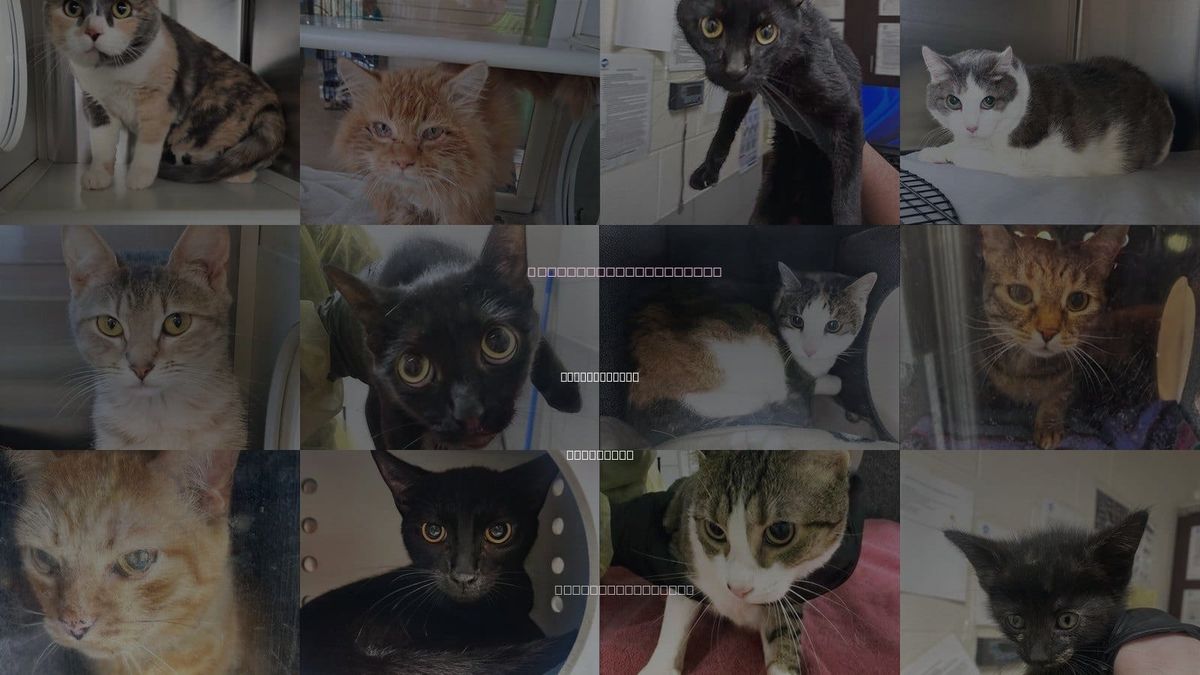 Cats for Adoption in Murfreesboro, Tennessee