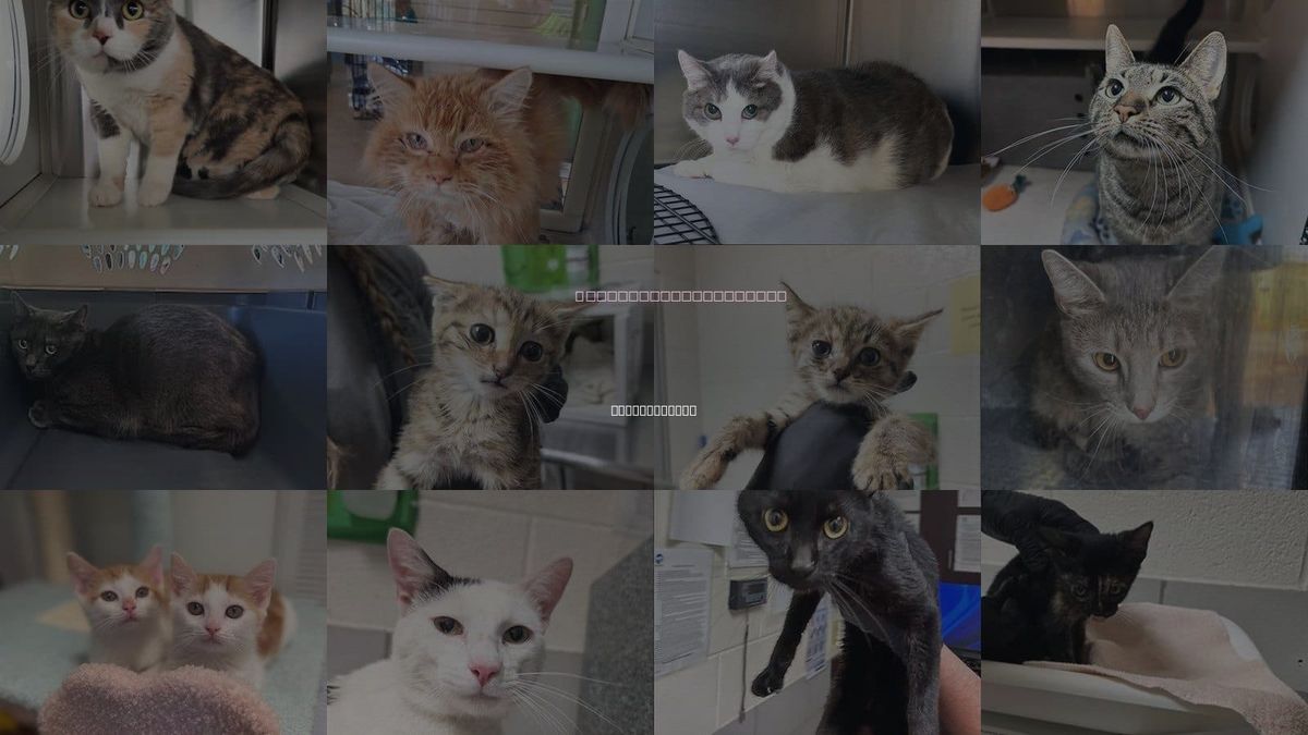 Cats for Adoption in Murfreesboro, Tennessee