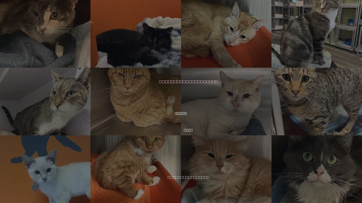 Cats for Adoption in Murray, Utah