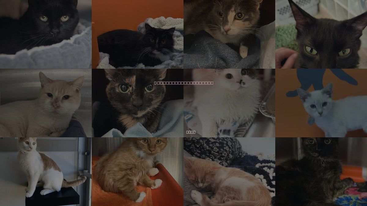 Cats for Adoption in Murray, Utah