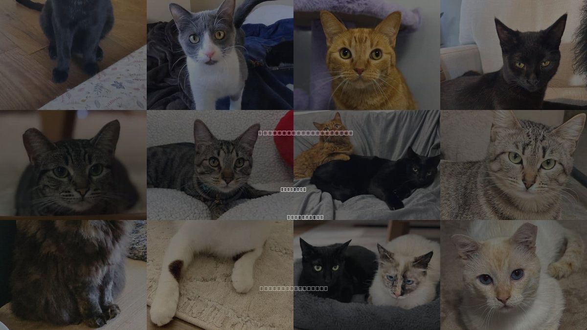 Cats for Adoption in Murrieta, California