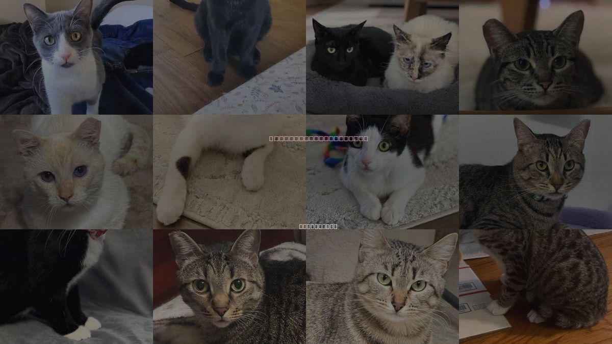 Cats for Adoption in Murrieta, California
