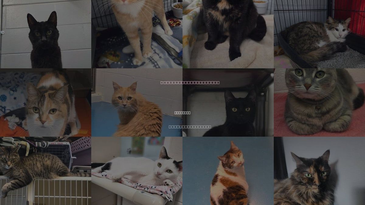 Cats for Adoption in Muskegon, Michigan