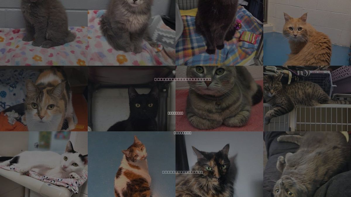 Cats for Adoption in Muskegon, Michigan
