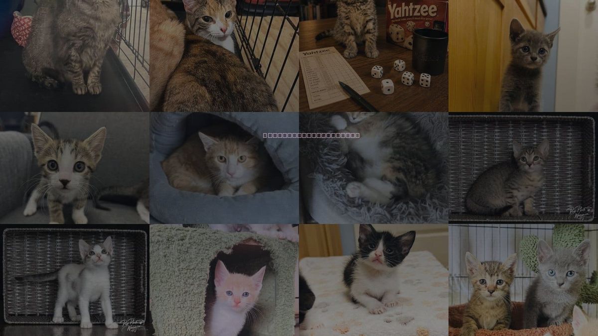 Cats for Adoption in Muskogee, Oklahoma