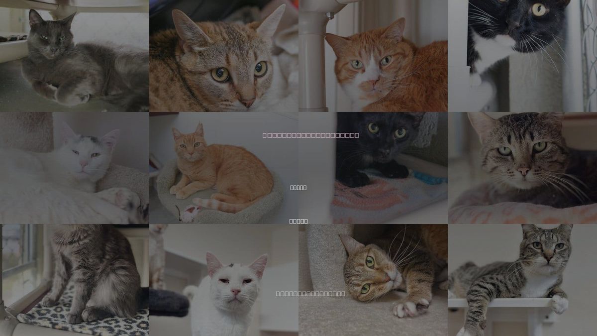 Cats for Adoption in Nampa, Idaho